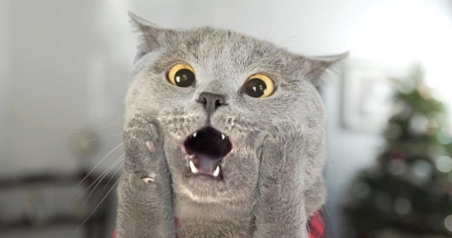 Зубы! Важно!